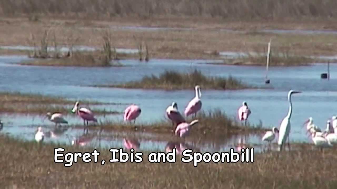 Tamiami Trail, Everglades, intro