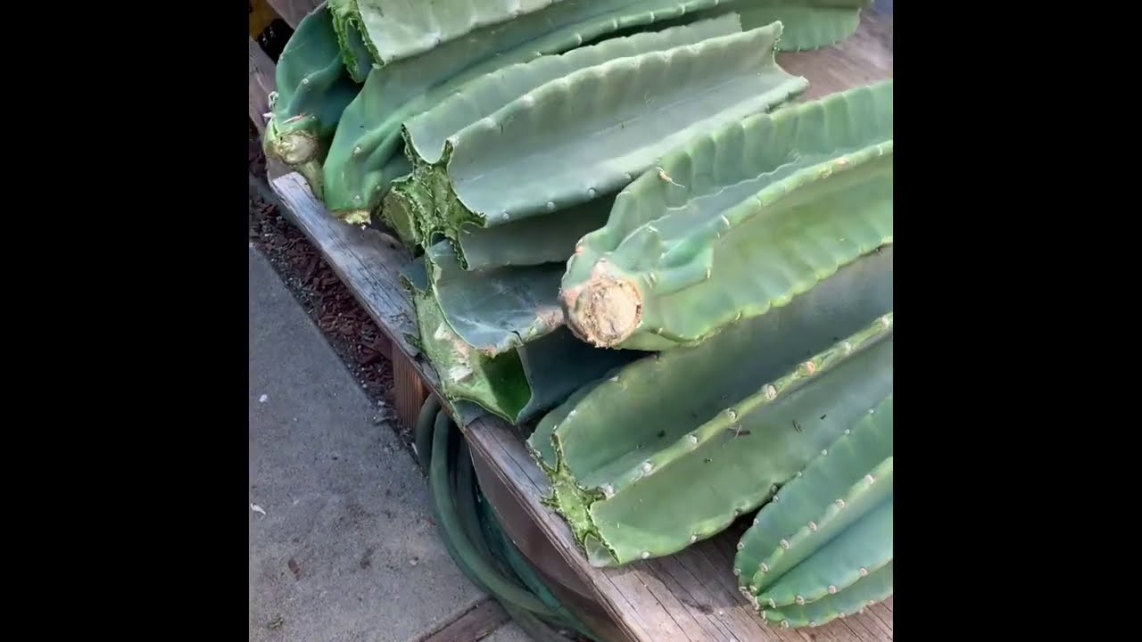 How to Propagate Peruvian Apple Cactus From Cuttings
