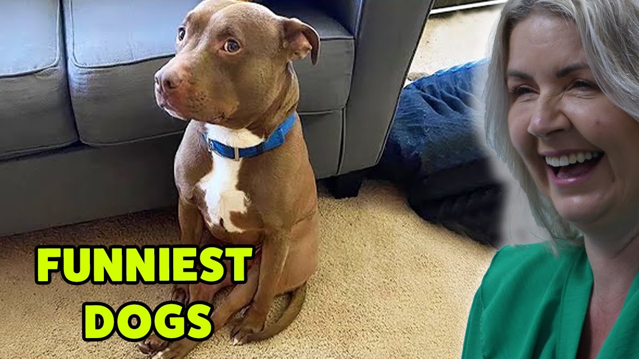 BRITS React to Dogs Being Comedians!