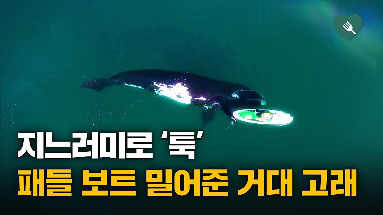 지느러미로 '톡톡'···패들 보트 밀어준 고래