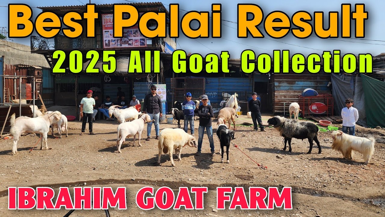 IBRAHIM GOAT FARM Ne Kiya Apna Palai Results Show | 2025 Mein Mila Bakro Ko Goat Supreme Se Result