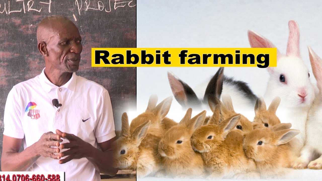 Consider This Before  Starting a Rabbit Enterprise.Dr. Isa Luigare