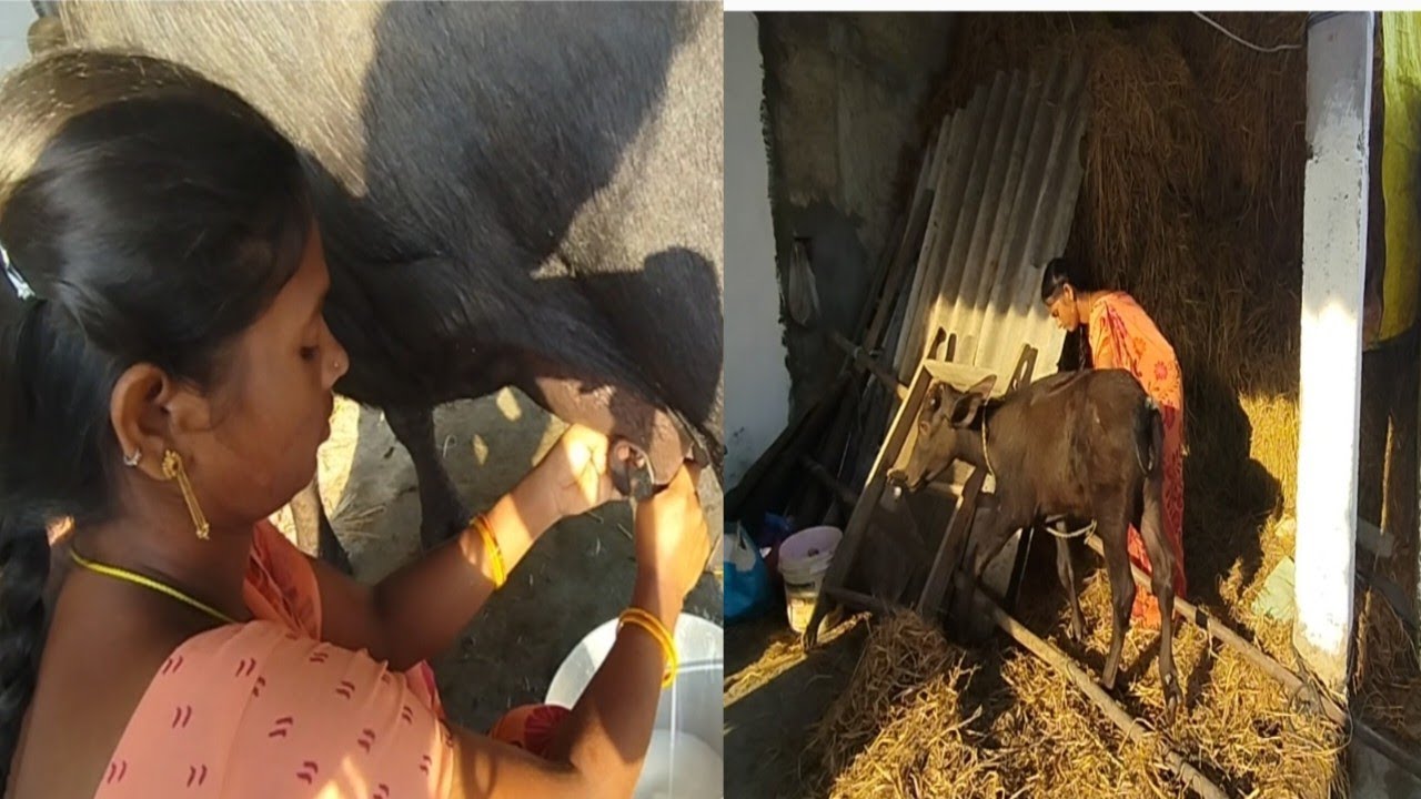 buffalo milking and buffalo cleaning in Lakshmi Katari YouTube channel