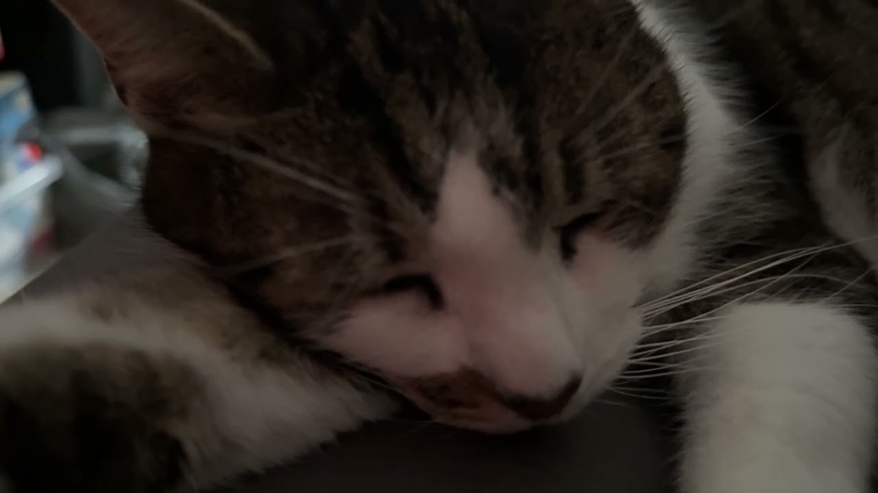 Cat purrs so turn your volume up #catasmr #asmrpets #catsofyoutube #catlove 