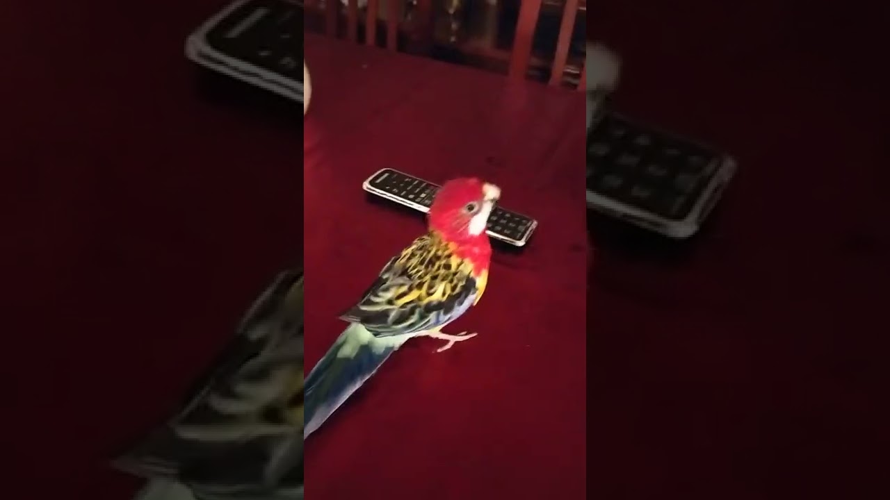 Rosella cantando