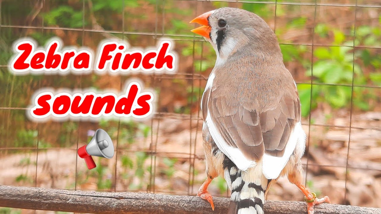 zebra finch sounds | Zebra Finch bird singing sounds in the forest 1 hour Zebra Finch Birds