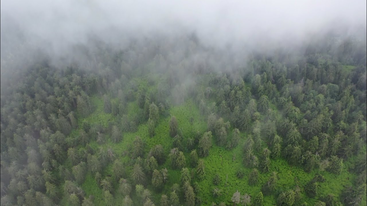 Lesy a lesnatosť Slovenska