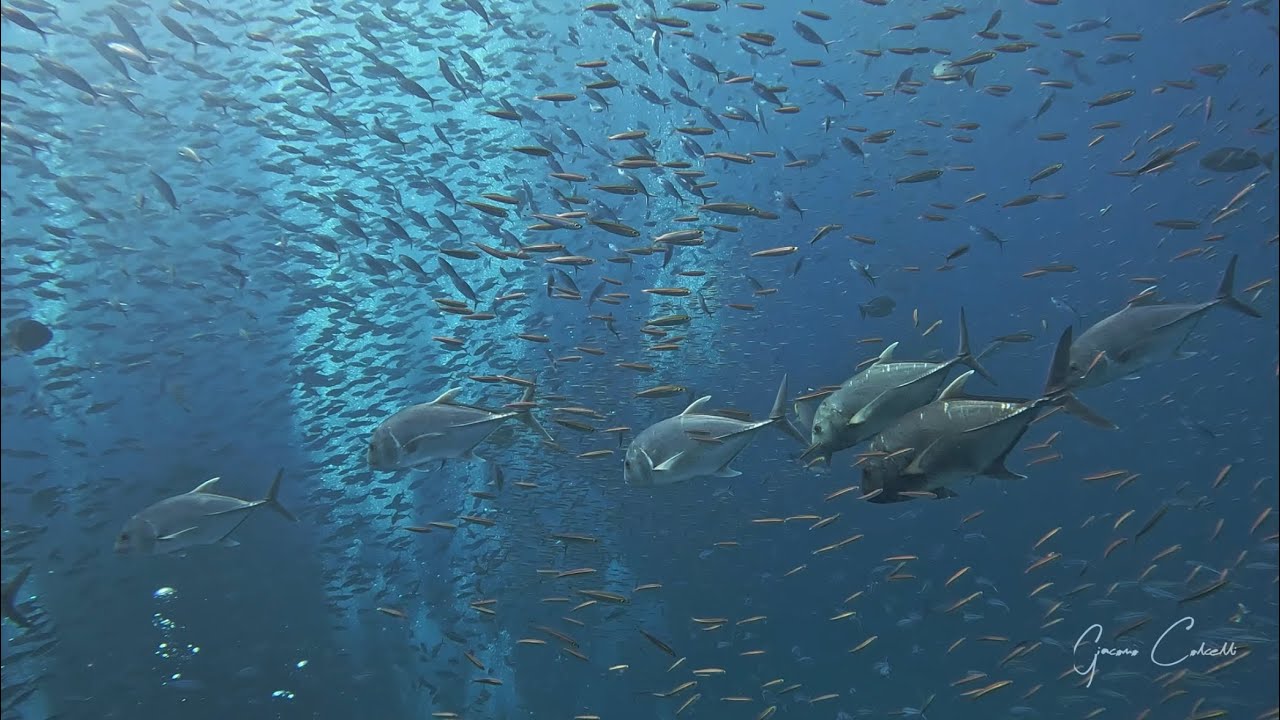 Similan Islands The Garden of Eden 