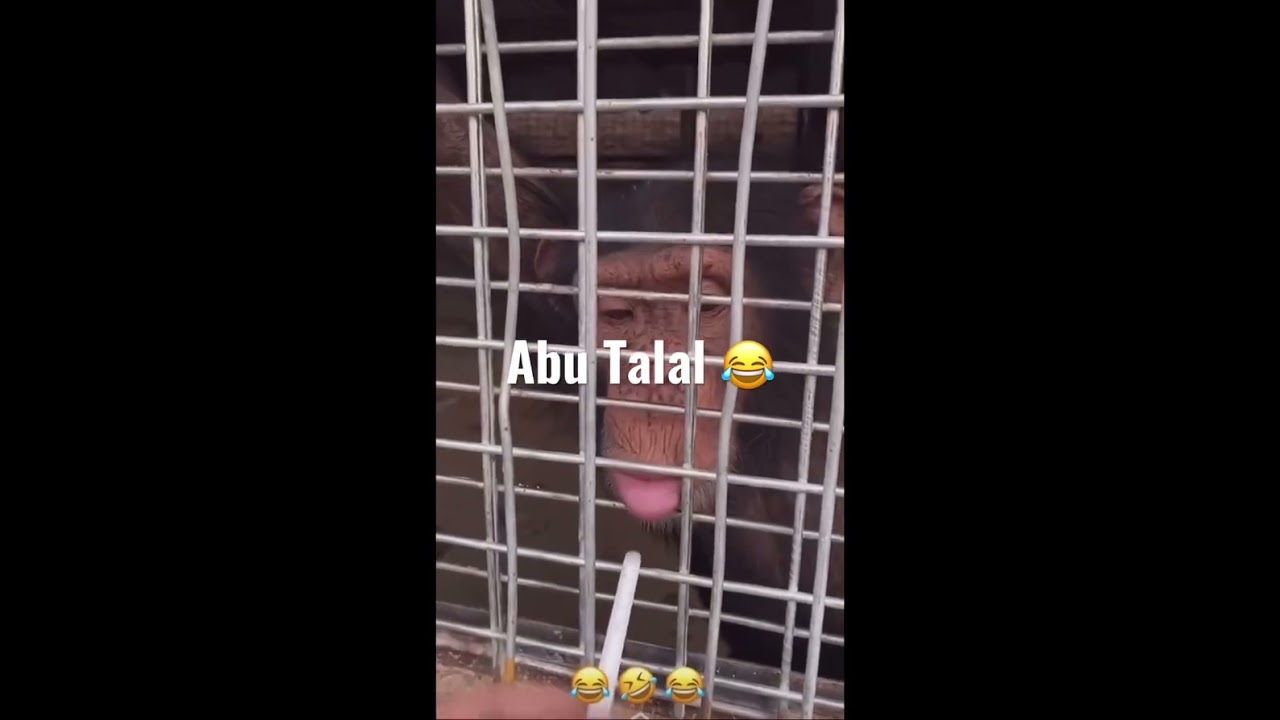 Abu Talal 😂😂😂