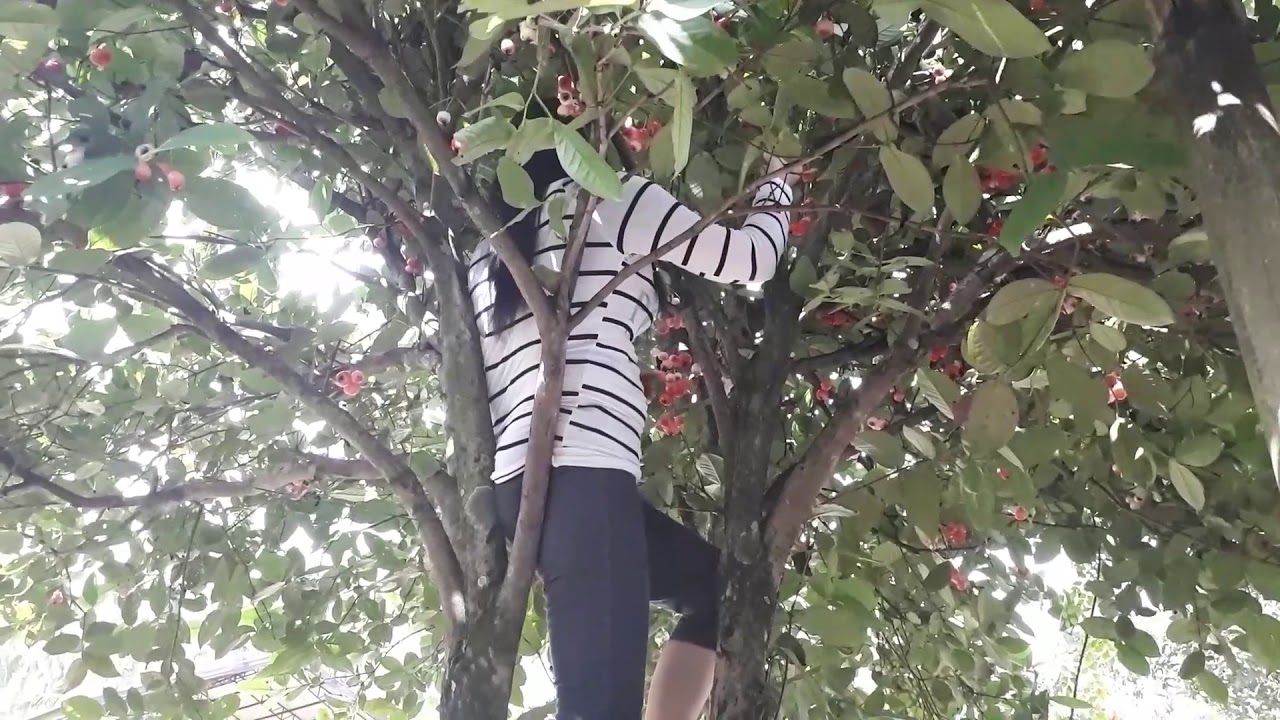 Harvesting Water Apple