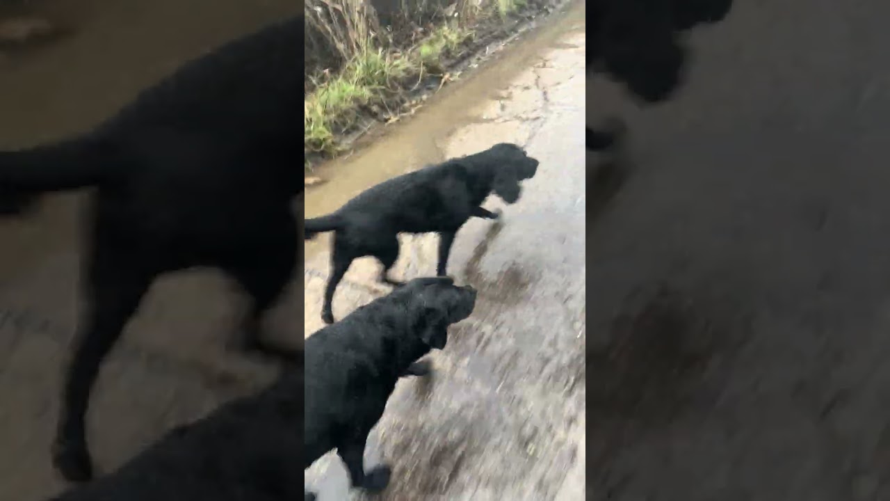 Loads of dogs