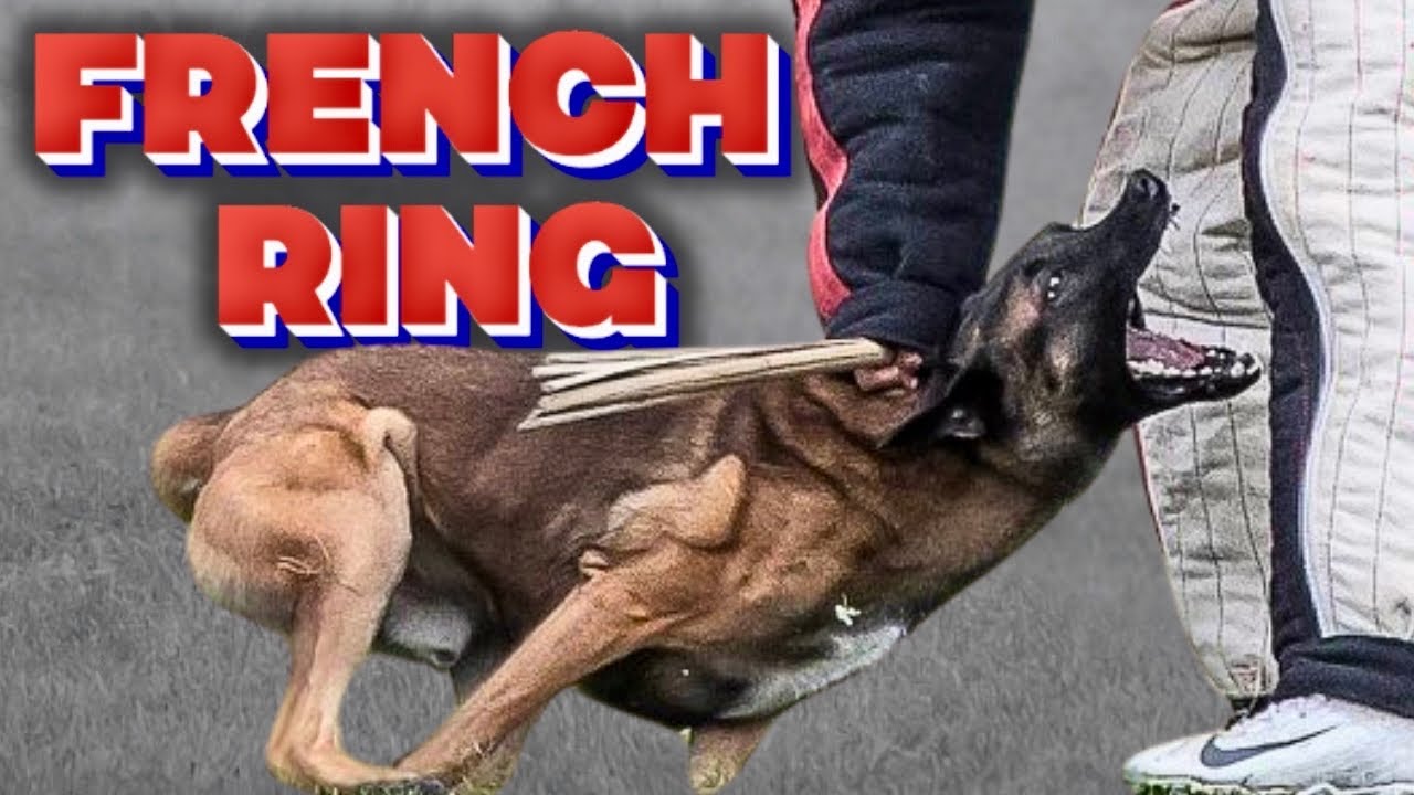 French Ring Training With Belgian Malinois 