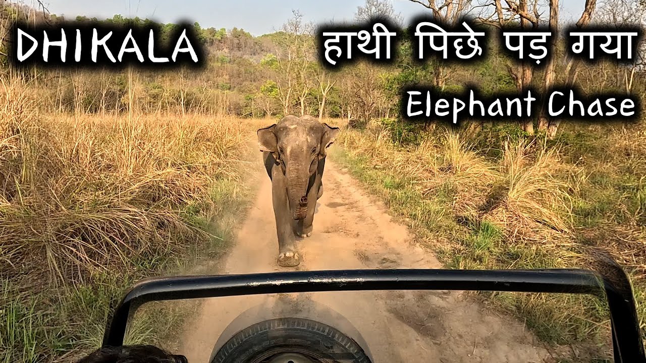 DHIKALA | हाथी पिछे पड़ गया | Elephant close to Gypsy