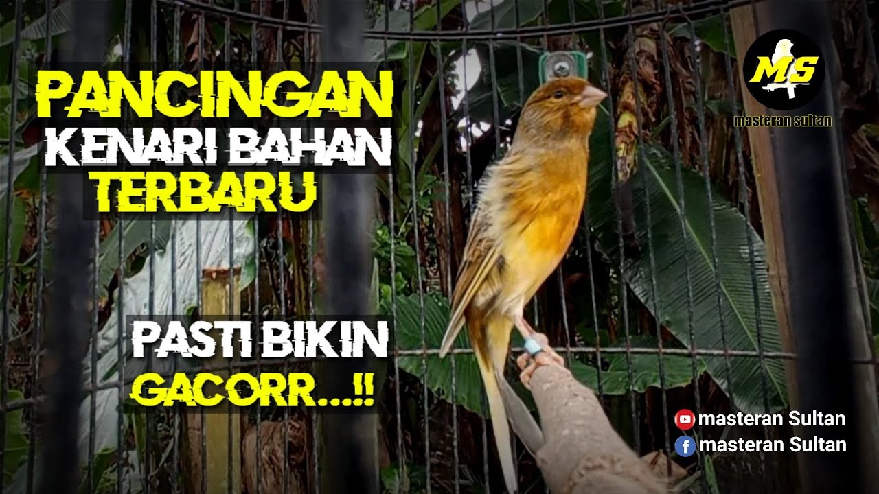 PANCINGAN KENARI BAHAN AGAR CEPAT BUNYI#pancingankenaribetina #masteran #kicaumania 