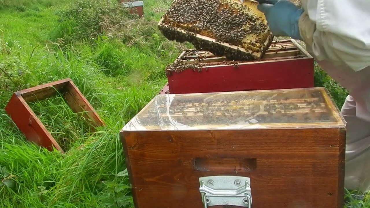 Division d'une ruche forte et récolte du miel de printemps sur une hausse  le 16 avril