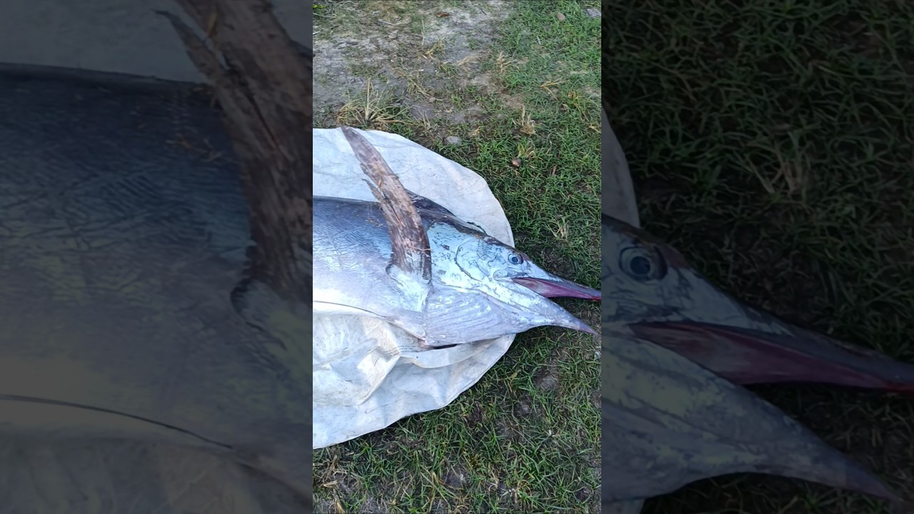 huge black marlin caught! 100+kg #now #new #blackmarlin #hugefish #marlin #fishing #fishingph