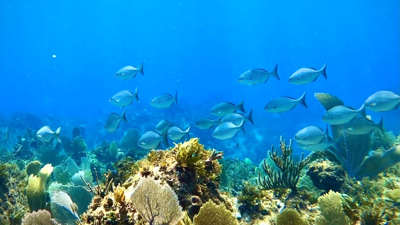 Swimming Beyond the Reef