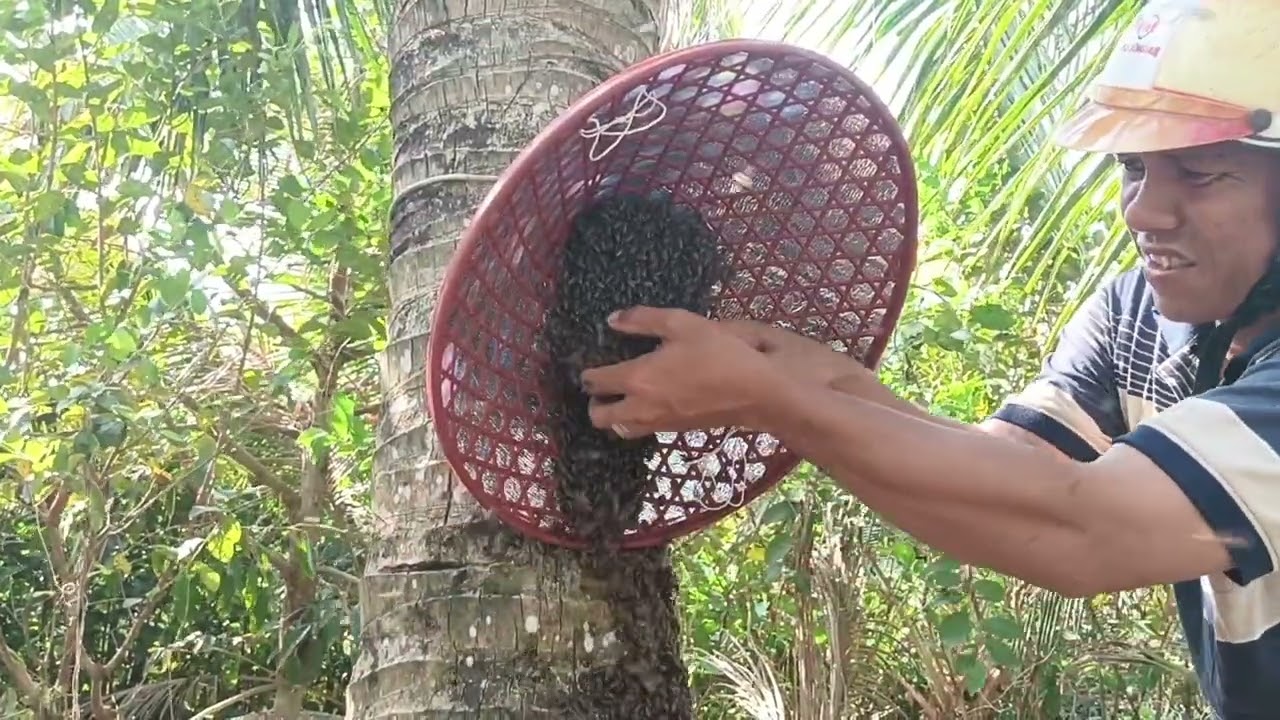 Lộc về những ngày giáp Tết, tổ ong quá trời to 