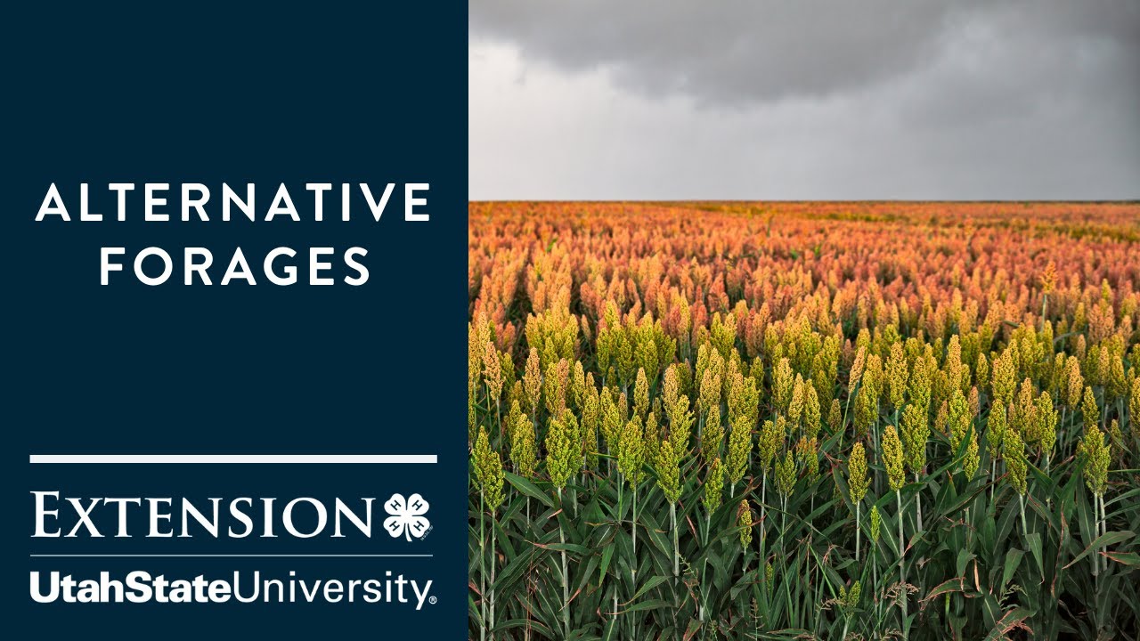 Alternative Forages