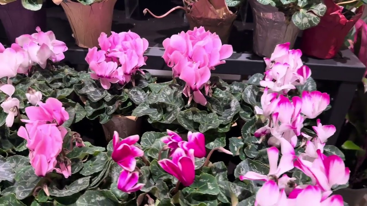Wegmans Today! Reston, VA