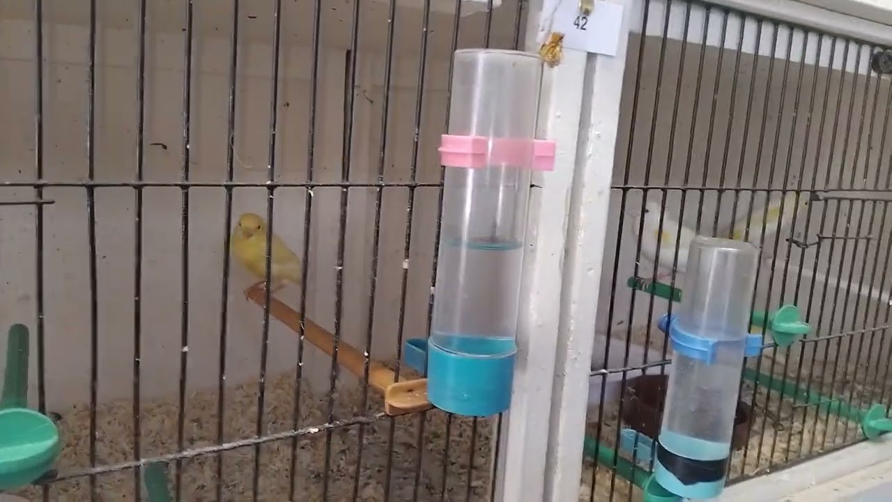30th April  2025 breeding season
