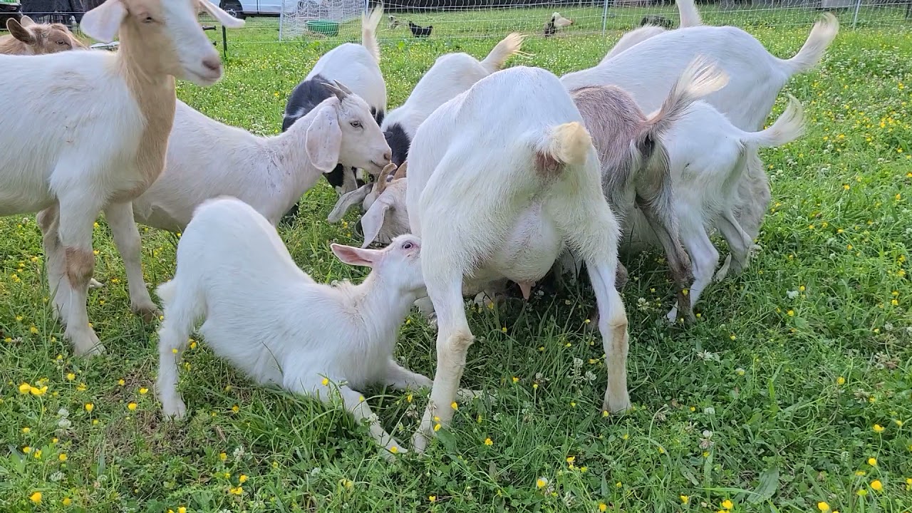 story of a milk thief | goat kid steals milk every time she gets the chance