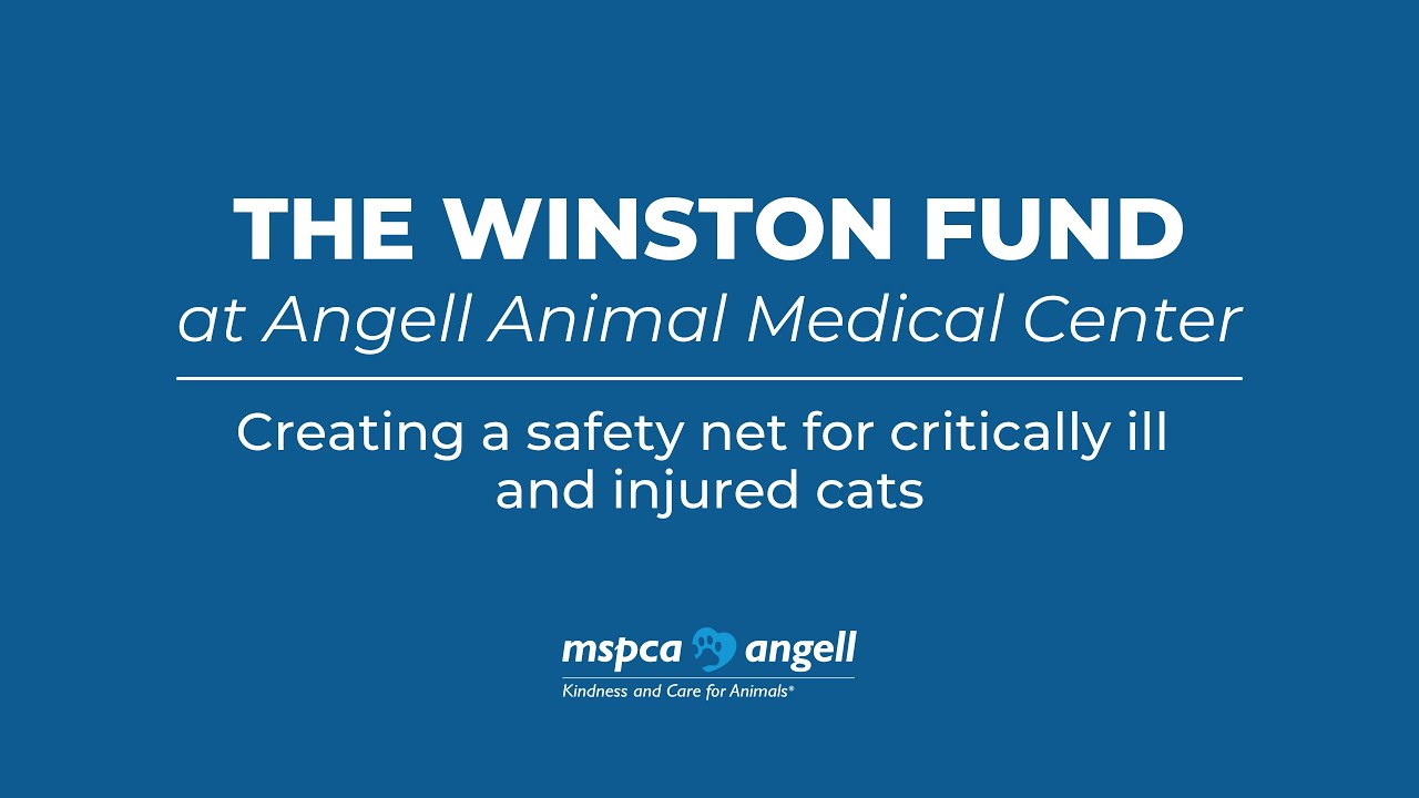 The MSPCA-Angell Winston Fund