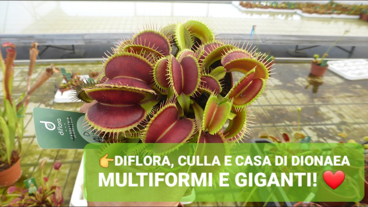 186. 💥DIFLORA & DIONAEA CONNUBIO VINCENTE: FORME, COLORI E DIMENSIONI DA PAURA! 😱 | ILPIGLIAMOSCHE
