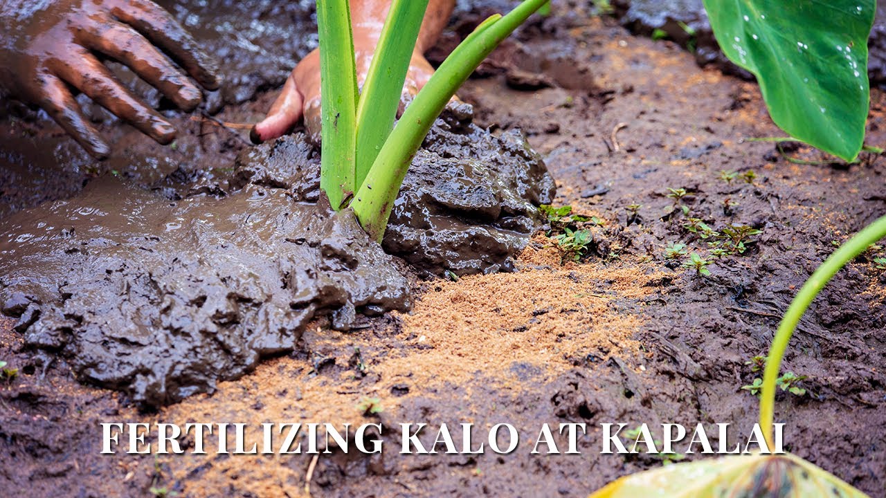 Fertilizing Kalo at Hoʻokuaʻāina