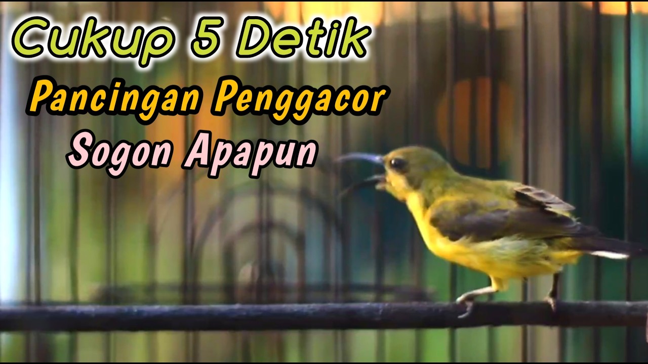 SOGON NGRIWIK NEMBAK PENGGACOR PALING COCOK UNTUK SEMUA SOGON‼️HITUNGAN DETIK SOGONMU IKUTAN NEMBAK