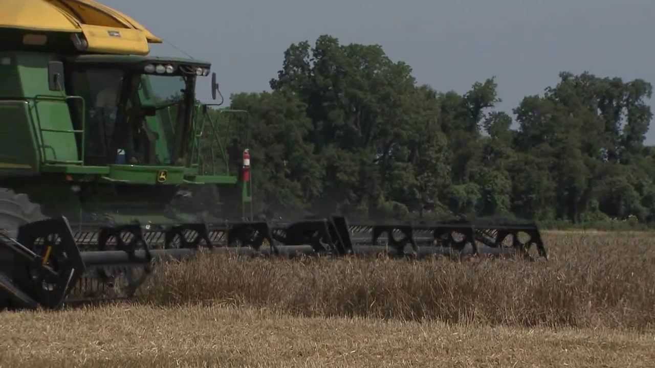 Cold weather coupled with rain damage La. wheat crop