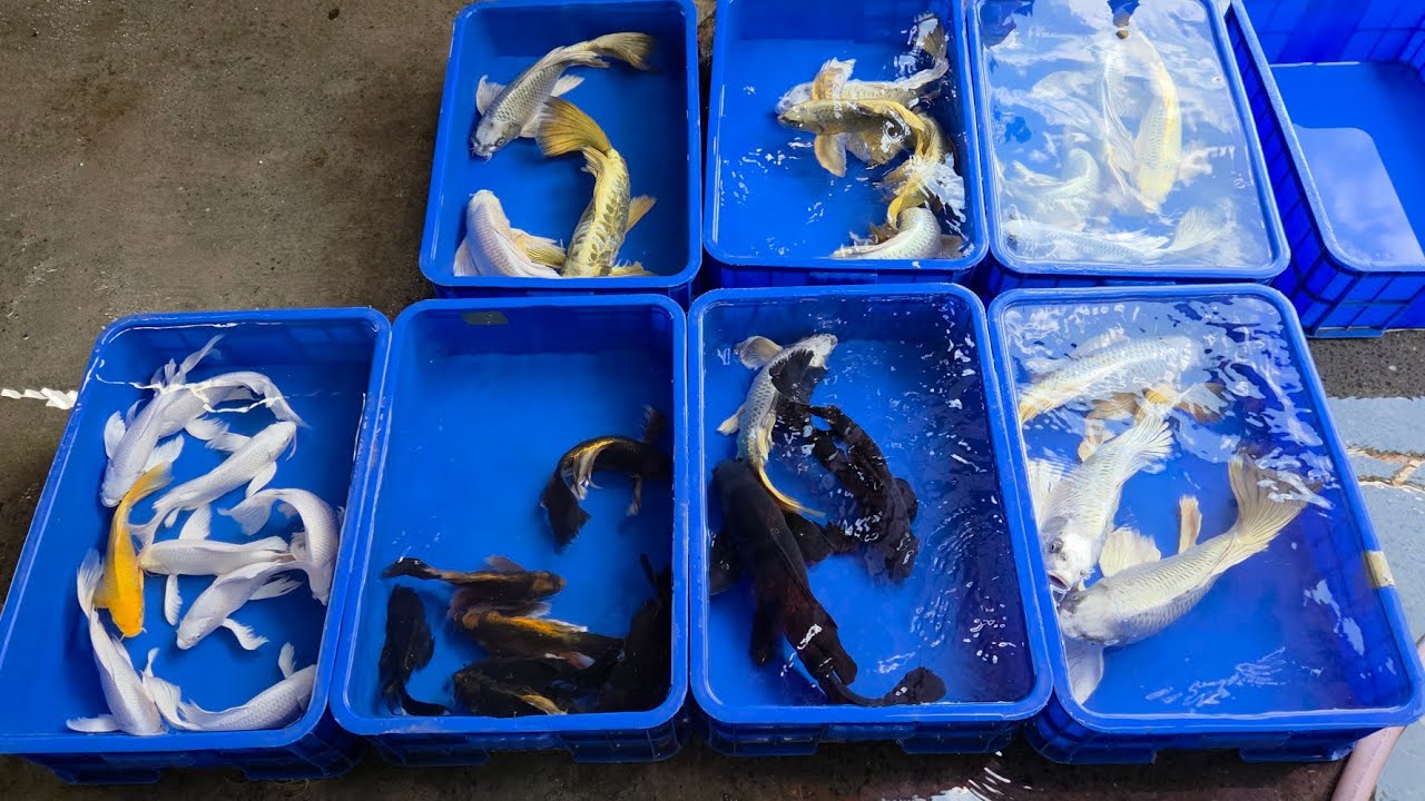Guppy fish, Cá chép phi tần u45 - Trại Cá Kiểng Diamond Da