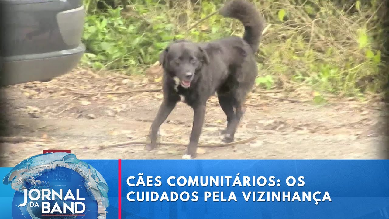 Cães de rua: os cuidados pela vizinhança | Jornal da Band