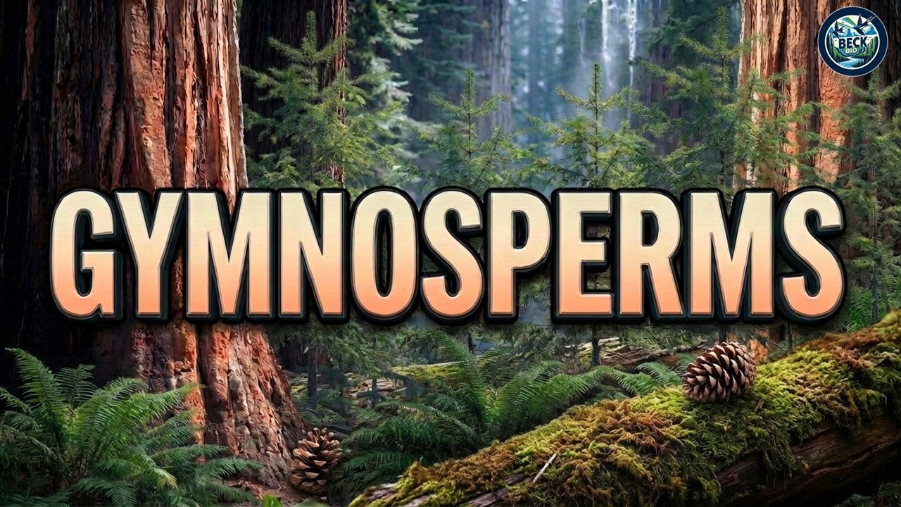 Голосеменные