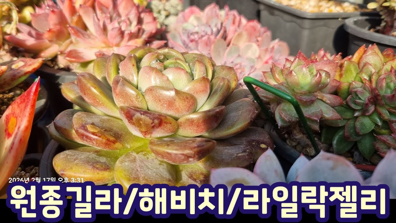 원종길바, 해비치, 라일락젤리 하엽정리 