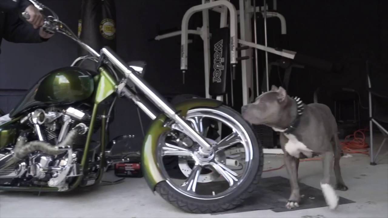 Bulletproofpitbulls the ultimate canine companion diet training exercise muscle