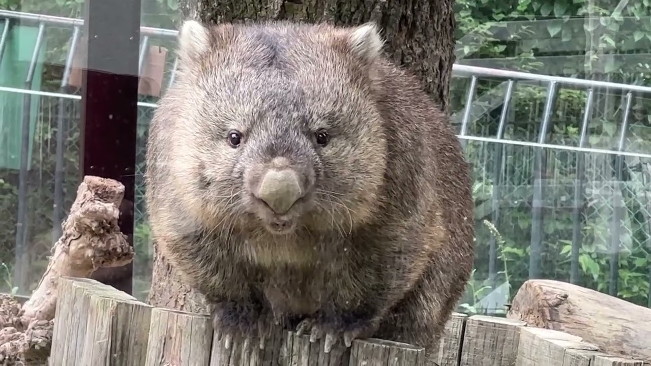 ウォンバットのフクちゃん(五月山動物園)