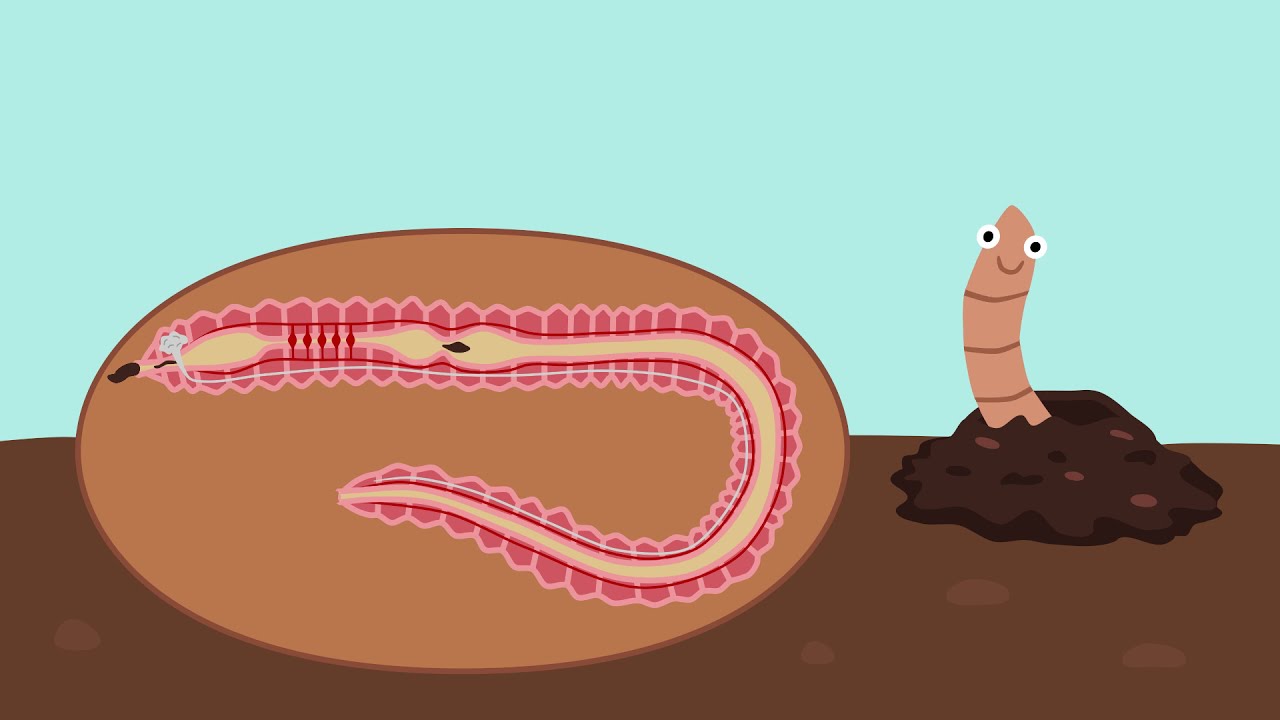 Earthworms by Peter Weatherall