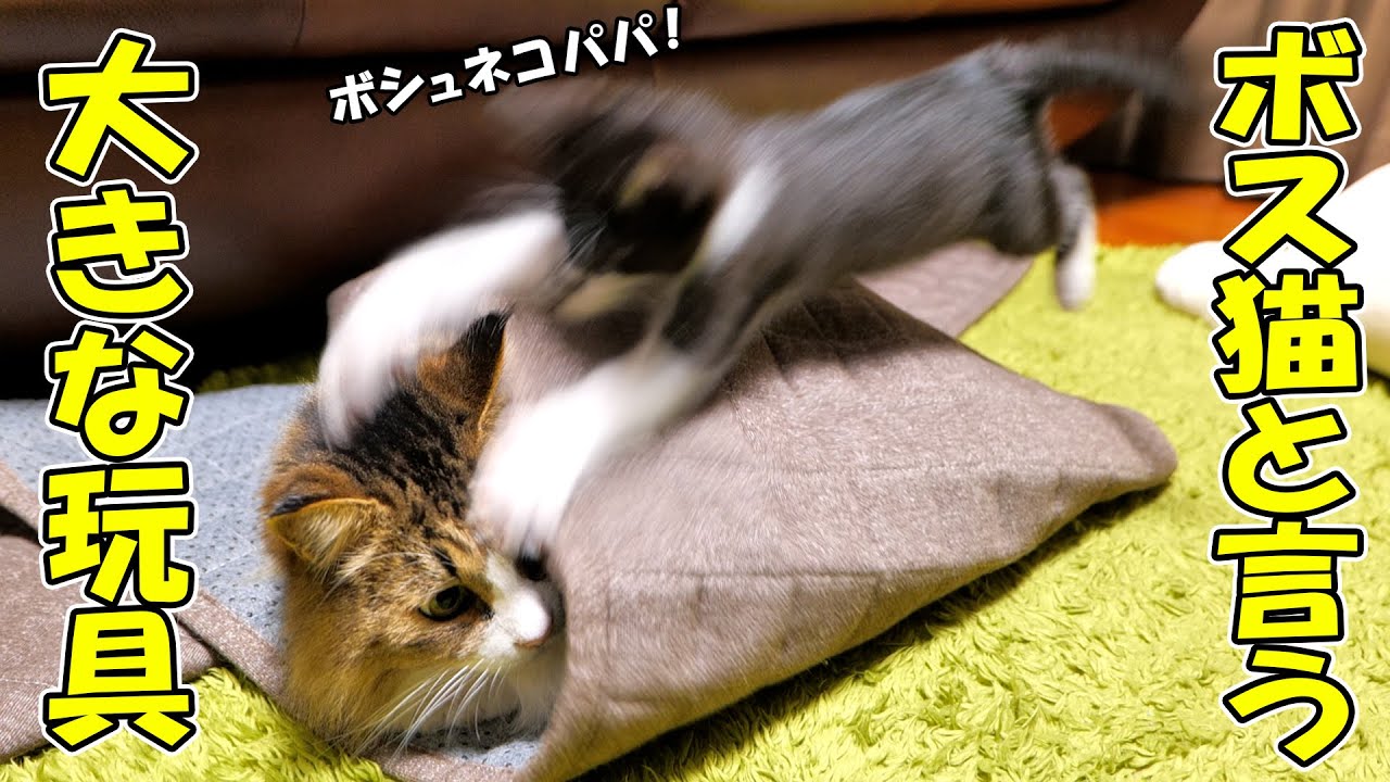 子猫の挑発に乗ってしまったボス猫の末路‥🐈🐈💨【仲良し子猫姉妹の成長記録】