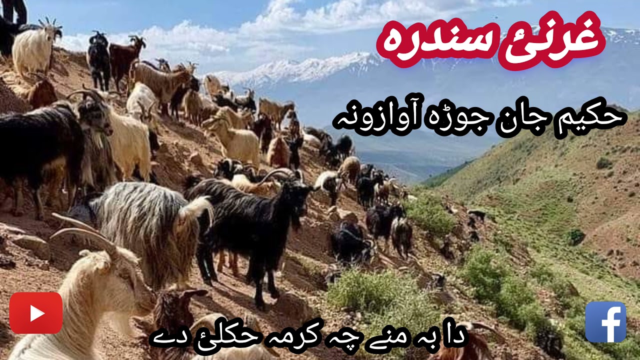 غرنئ سندرہ خکیم جان جوڑہ آوازونہ HAKIM JAN) ///GHARANI //SANDARA__ PASHTO__ MUSIC SONG