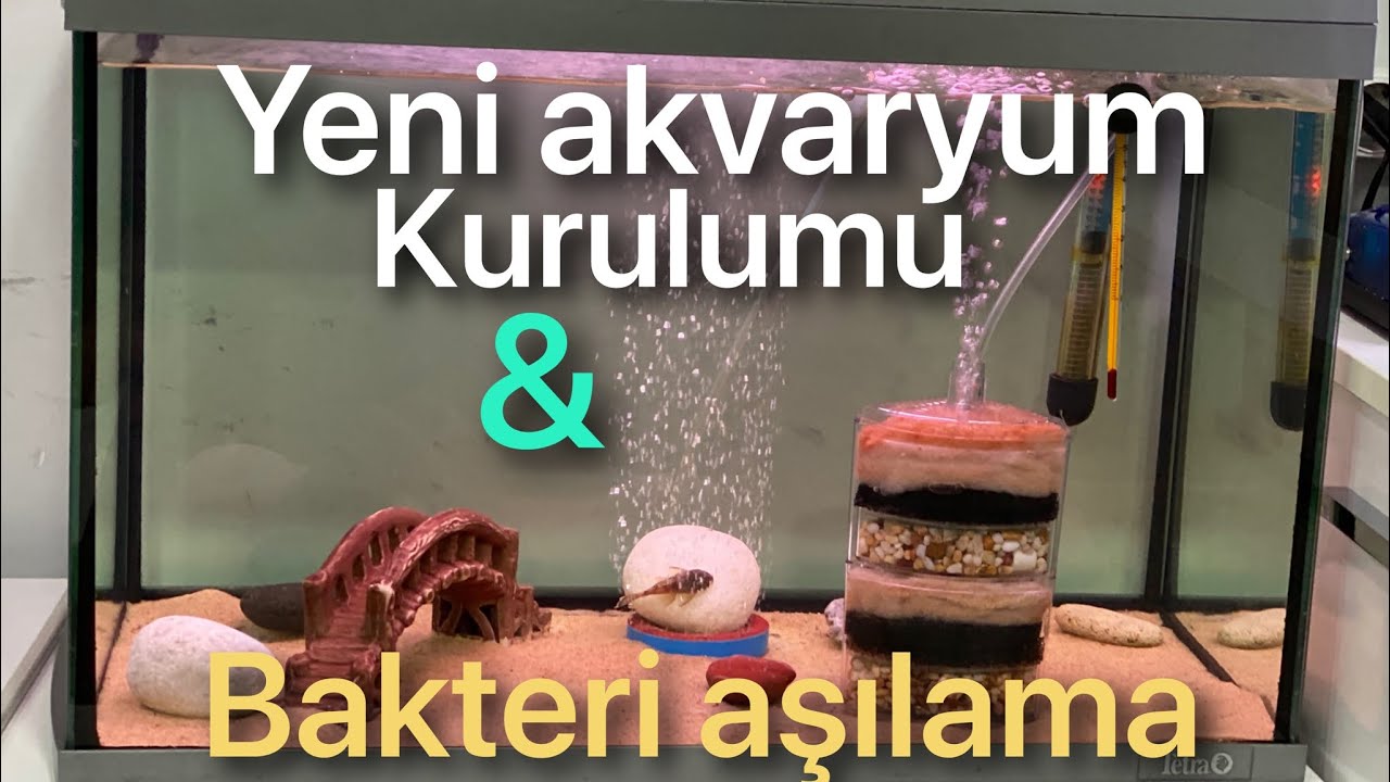 Yeni akvaryum kurulumu ve bakteri aşılama