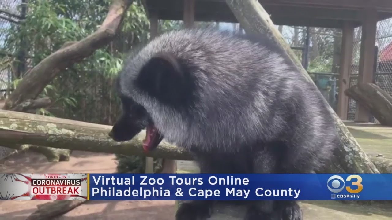 Cape May County Zoo Offering Virtual Tours