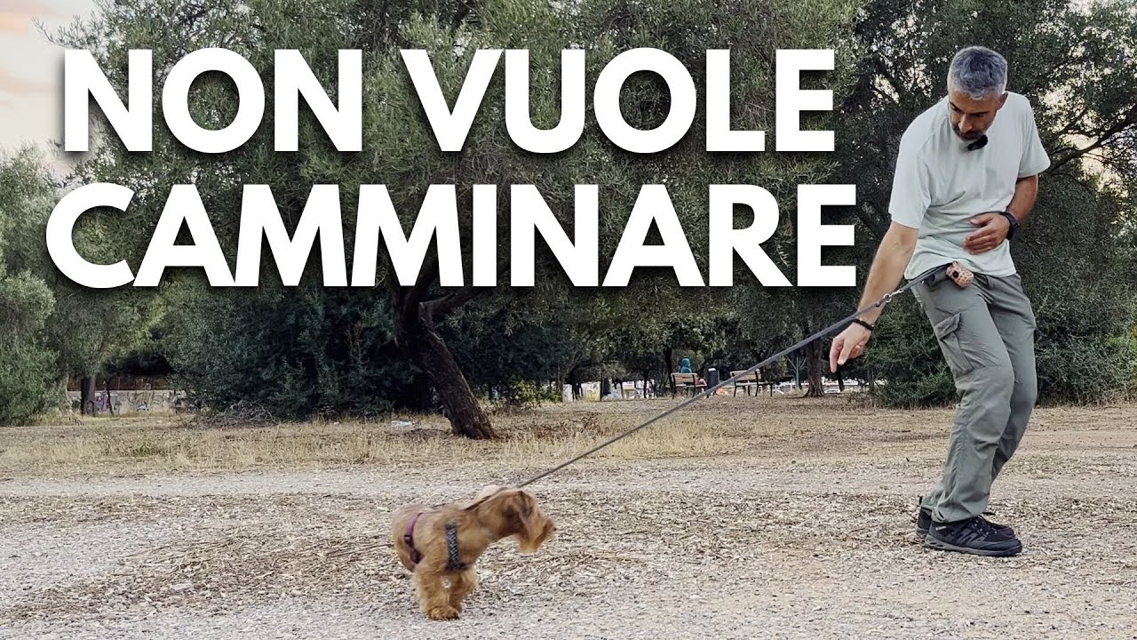 Il tuo cane non vuole camminare? Ecco cosa fare.