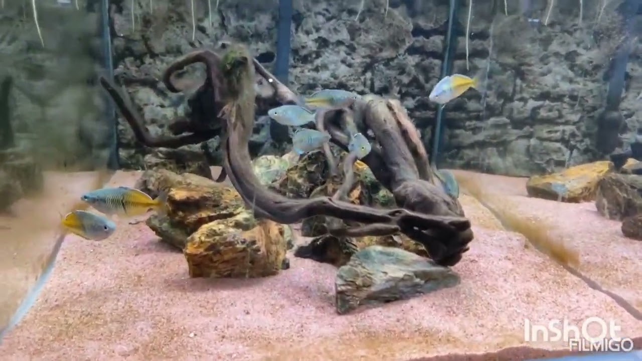 Fish museum 