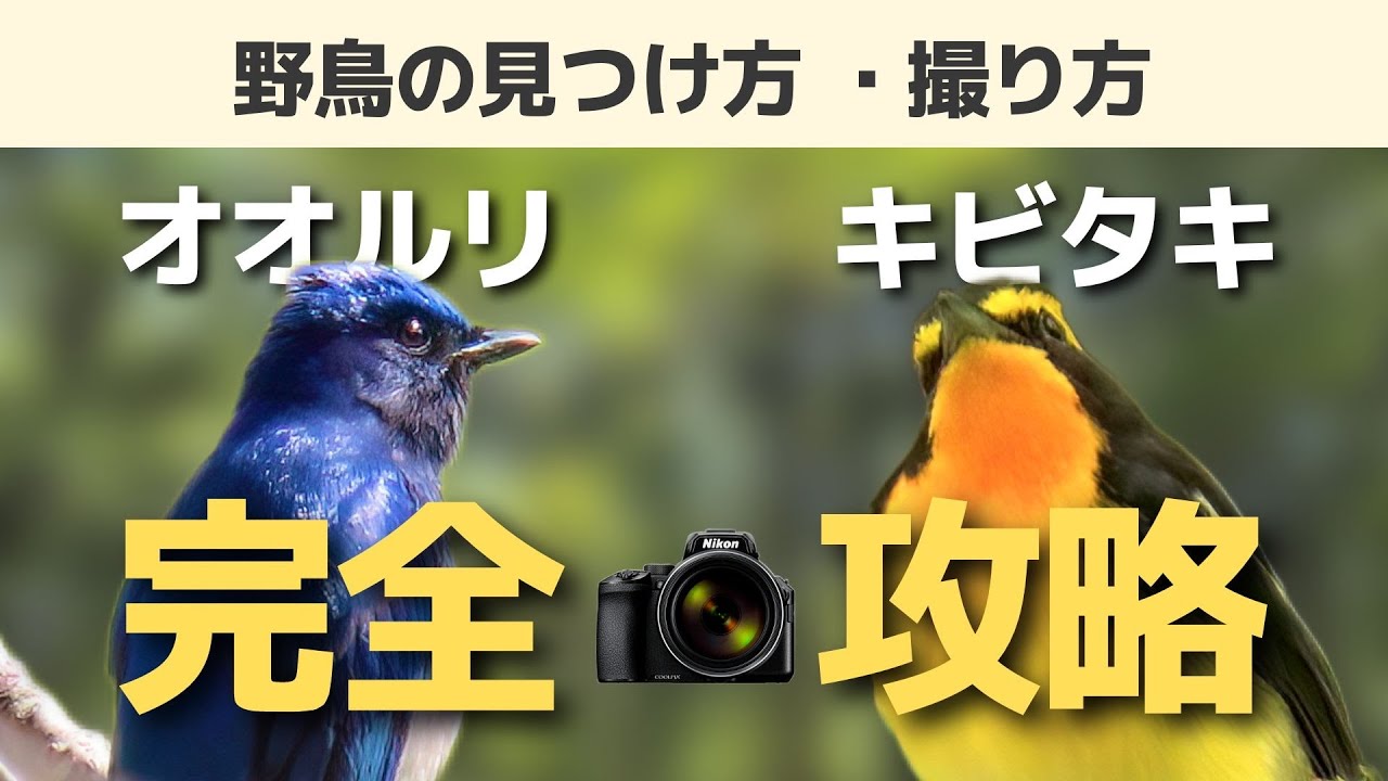 オオルリ・キビタキを見つける方法と最高の一枚をとるコツを解説！