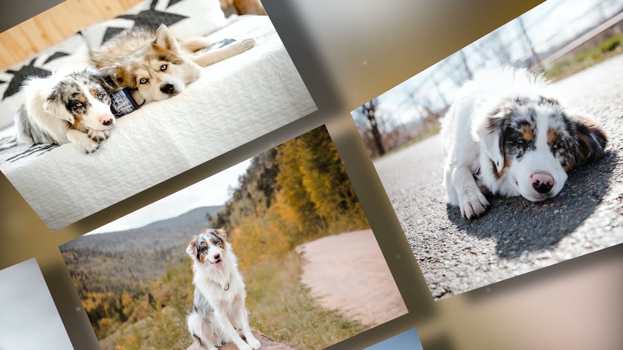 PHOTOPIA CREATOR DIRECTOR FOLDABLES BY OUTSIDETHEBOXSTYLES COM