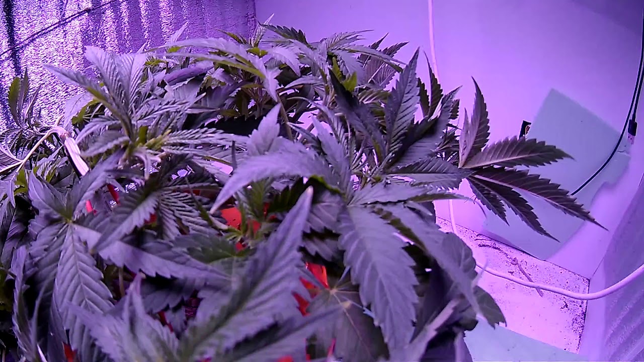 LSD Barneys farm Fem . Barneysfarm Day 32