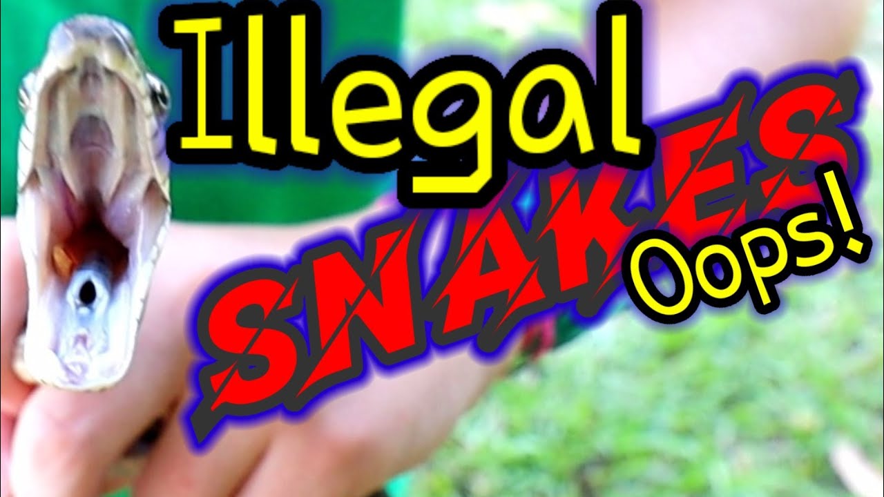 🚫 Illegal 🐍SNAKES  😬Oops!