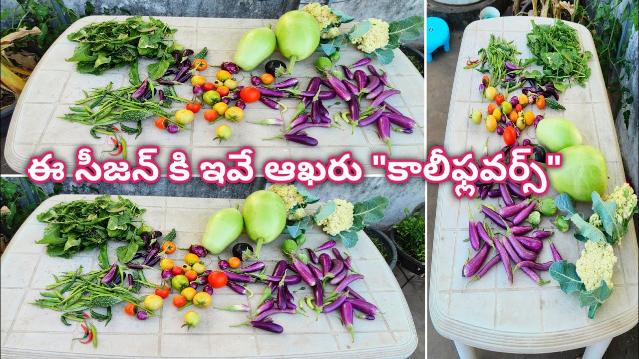 ఈ సీజన్ కి ఇవే ఆఖరు కాలీఫ్లవర్స్ |Organic Vegetables Harvest From Rooftop Terrace Garden In Telugu 