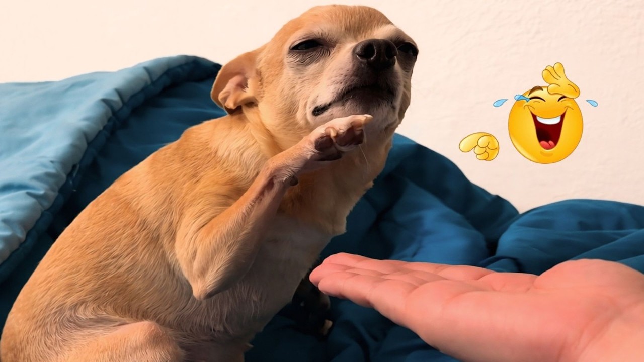 New FUNNY DOGS That Will Make You Laugh To Tears 😂🐕 Best Funny Dog Compilation 2026